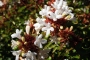 Abelia Grandiflora