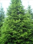 Abies Normandiana