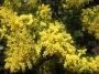 Acacia Dealbata