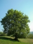 Acer Campestre