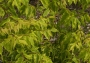 Acer Negundo "Aureovariegatum"