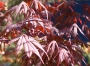 Acer Palmatum "Atropurpureum"