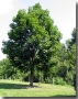 Acer Platanoides