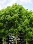 Aesculus