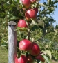 Alberi da frutta
