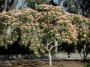 Albizia