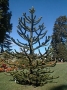 Araucaria Auracana