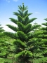 Araucaria Excelsa