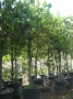 Arbutus Unedo