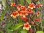 Bignonia