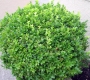 Buxus Microphylla