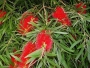 Callistemon