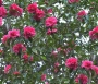 Camelia in varietà
