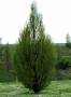 Carpinus Betulus Pyramidalis