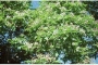 Catalpa Bignonioides