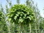 Catalpa Bungei