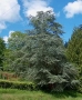 Cedrus Atlantica Glauca