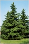 Cedrus Deodara