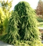 Cedrus Deodara "Pendula"