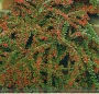 Cotoneaster