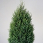 Cupressocyparis Leyiandii
