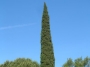 Cupressus Semprevirens Pyramidalis