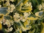 Euonymus Japonicus