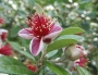 Feijoa