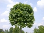Fraxinus