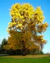 Ginkgo