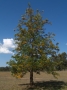 Grevillea Robusta