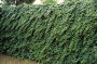 Hedera Hibernica