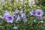 Hibiscus Syriacus in varietà