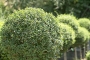 Ligustrum Jonandrum