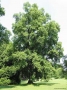 Liriodendron Tulipifera