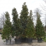 Magnolia Grandiflora "Gallissonniere"
