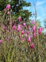 Magnolia Obovata Purpurea
