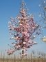 Magnolia Soulangeana