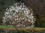 Magnolia Stellata
