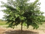 Morus Platanifolia