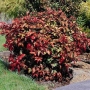 Nandina Domestica