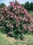 Nerium Oleander