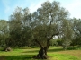 Olea Europea