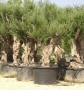Olivi Ornamentali
