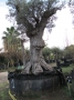 Olivo 0001