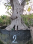 Olivo 0002