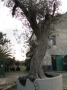 Olivo 0003