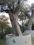 Olivo 0004