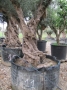 Olivo 0011