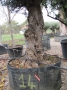 Olivo 0014